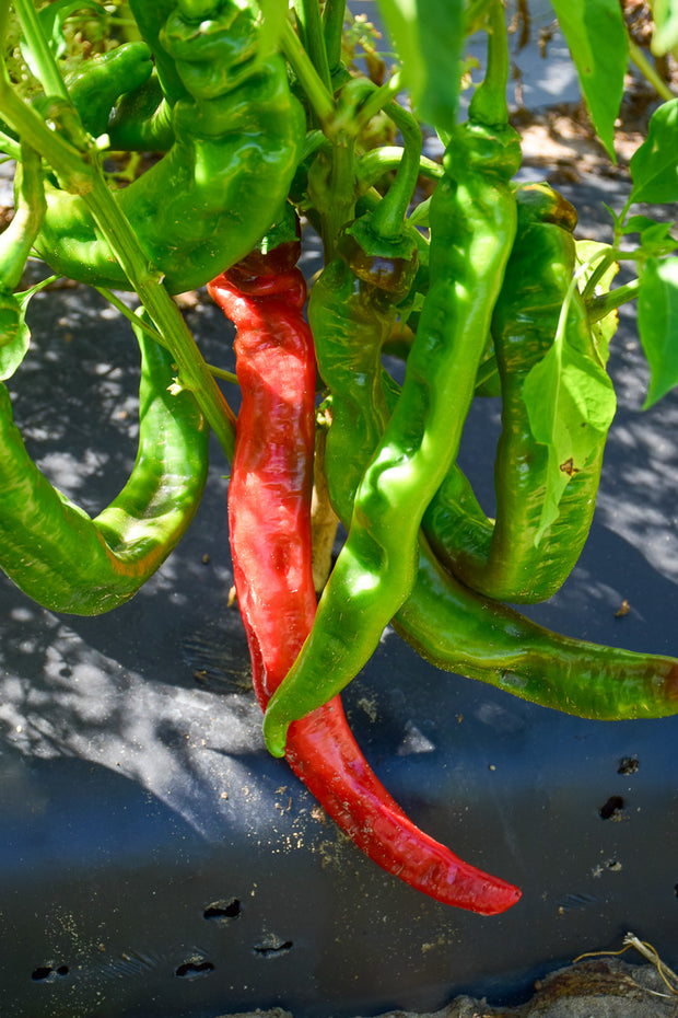 Vegetable, Pepper Cayenne Long