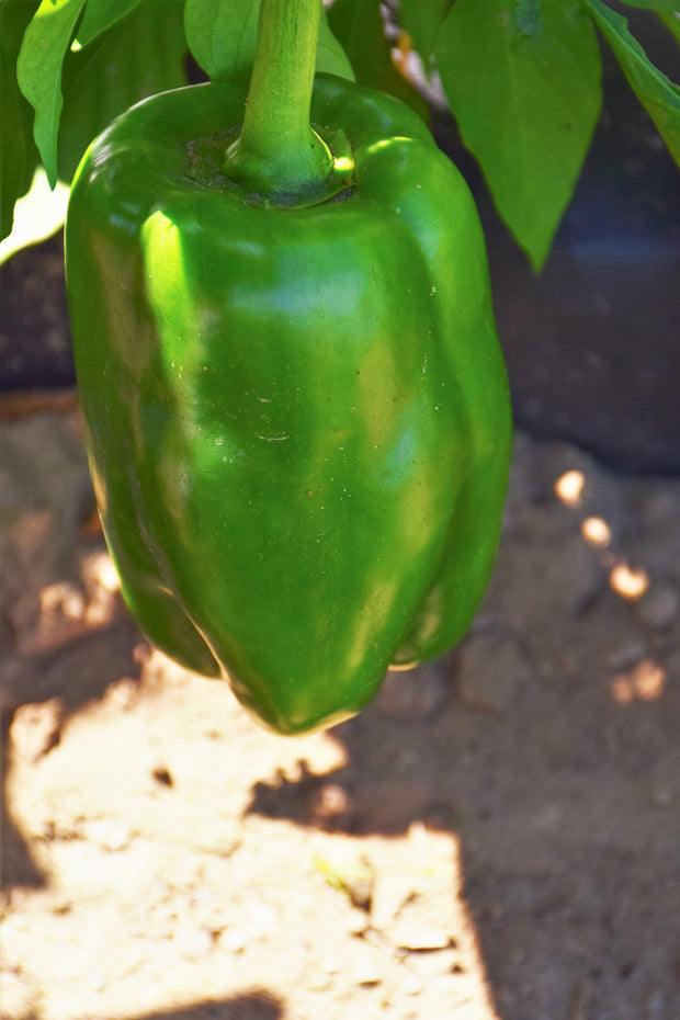 Vegetable,Pepper Big Bertha Re