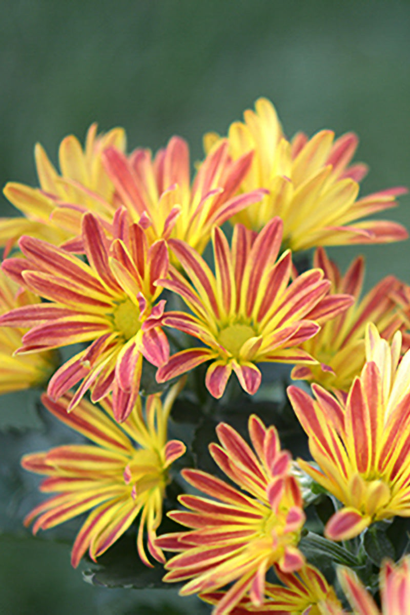 Mum Fall Pelee – Chalet, image size:800x1200