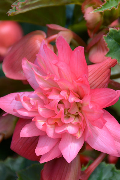 Begonia, Funky Pink