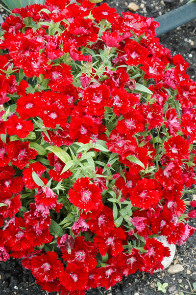 Dianthus, Floral Lace Red