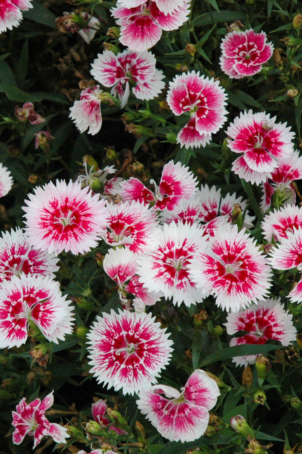 Dianthus, White Fire