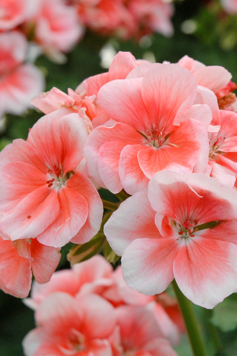 salmon geranium seeds Geranium, Patriot Salmon
