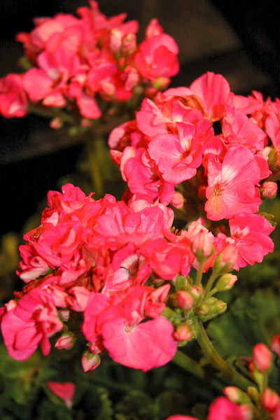 Geranium, Rocky Mountain Pink 4"