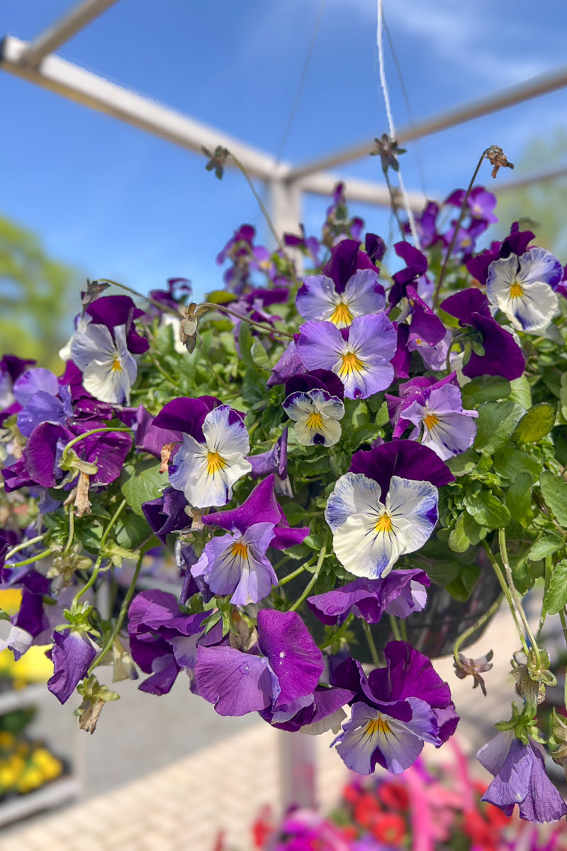 hanging violet plant Pansy, Cool Wave Violet Wing – Chalet