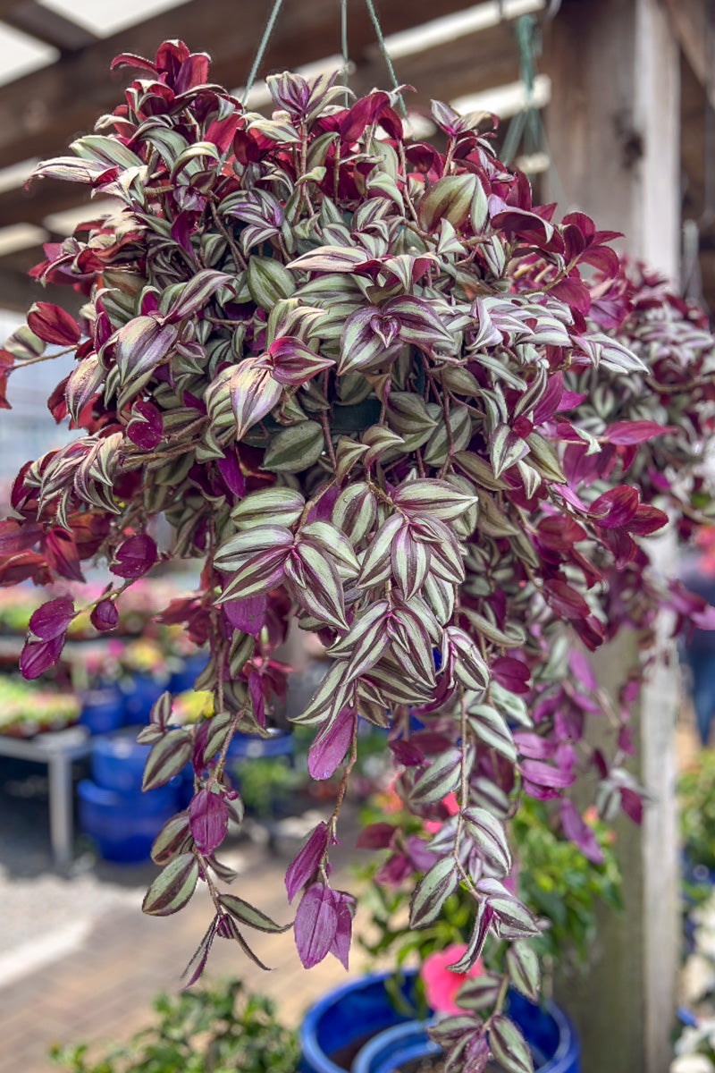 purple wandering jew hanging plant Tradescantia, Zebrina 10" Hanging Basket