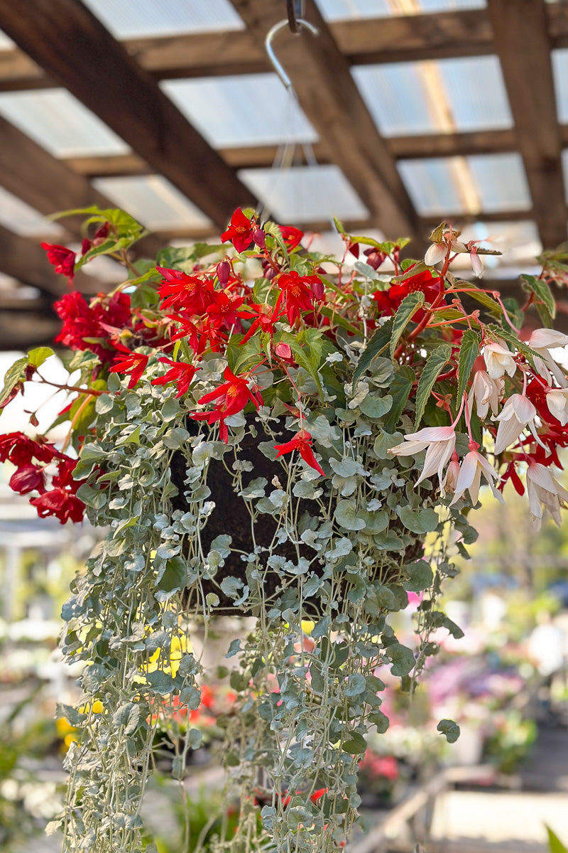 hanging outdoor flowering plants Funky Gypsy, Fiber, Hanging Basket – Chalet