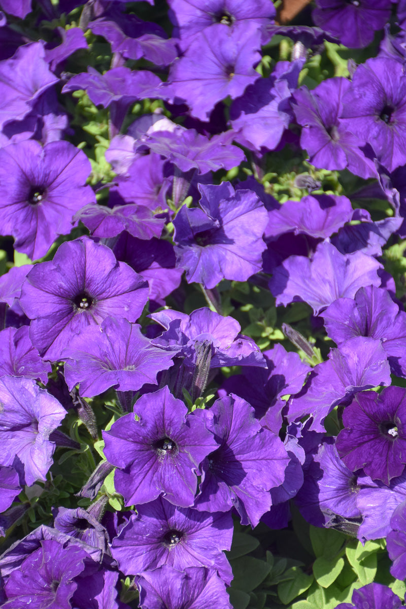lavender petunia flower Petunia, Lavender Blue – Chalet