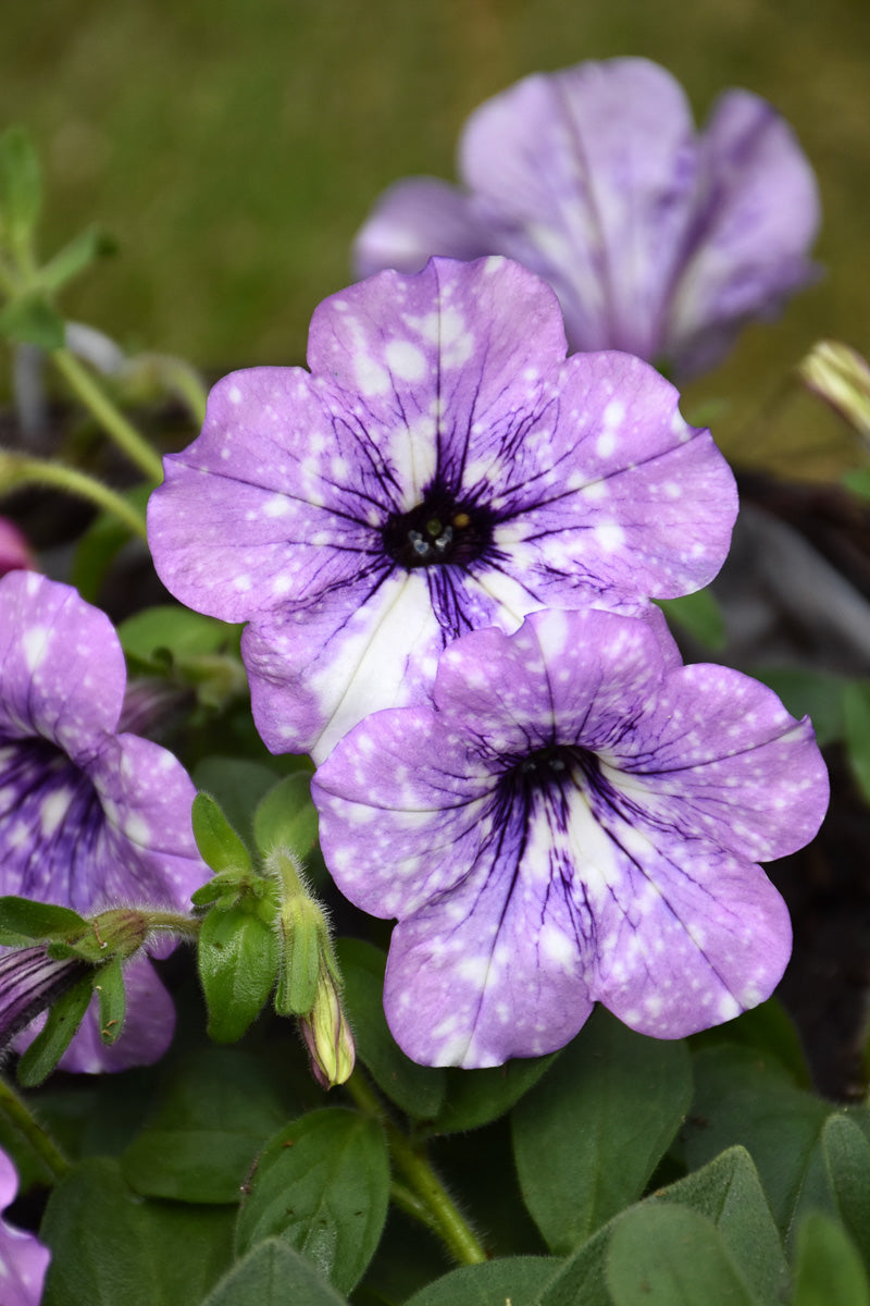 lavender petunia flower Petunia, Crystal Sky – Chalet