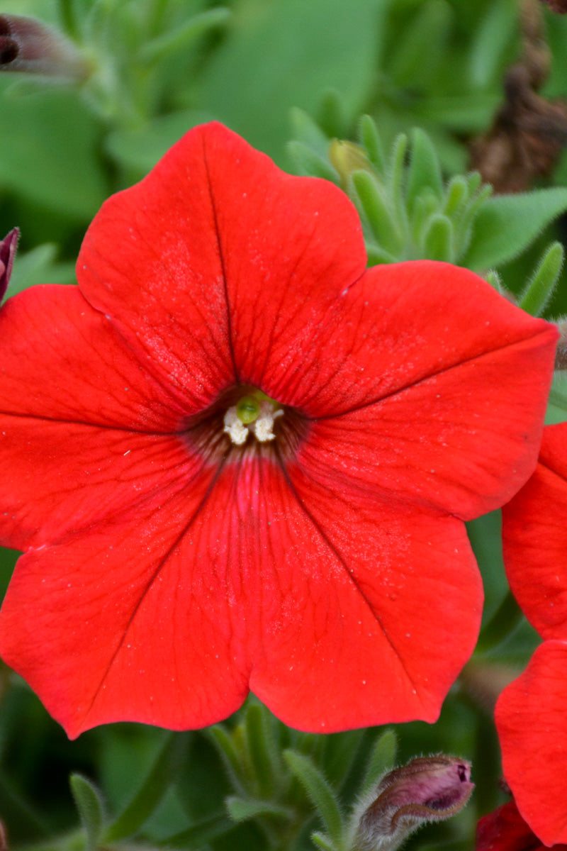 □[W125]popoviana Red flower ポポビアナ 実生苗【多肉植物 Boswellia