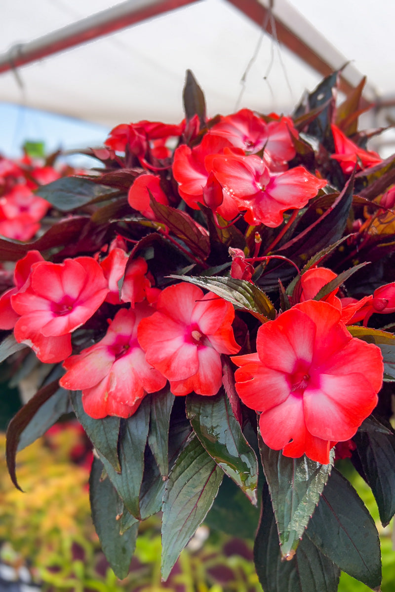 new guinea impatiens hanging plants Impatiens, New Guinea Orange Ice – Chalet