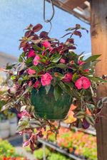 New Guinea Impatiens Wandering Jew Hanging Basket