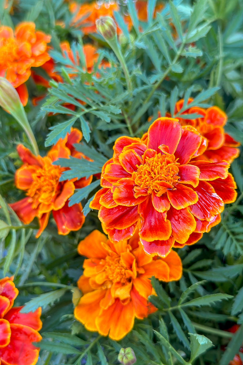 Marigold Safari Scarlet – Chalet