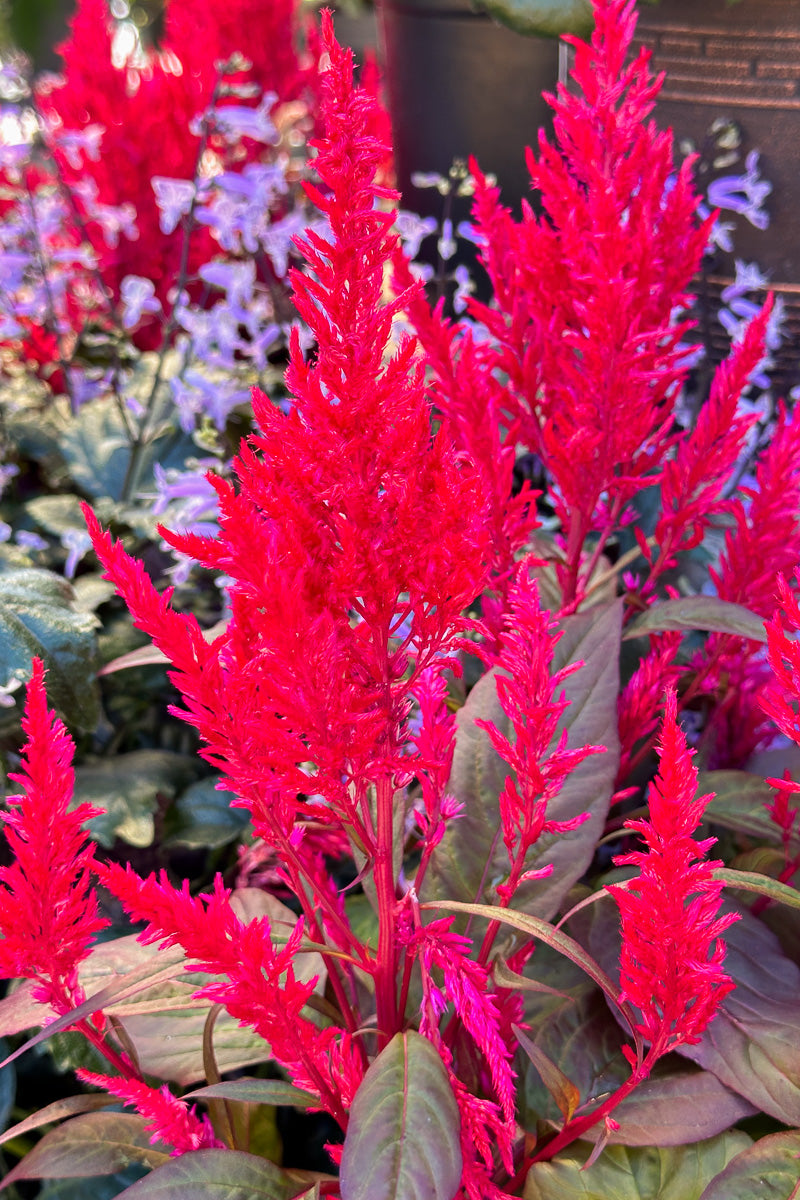 Celosia, Dragon's Breath – Chalet