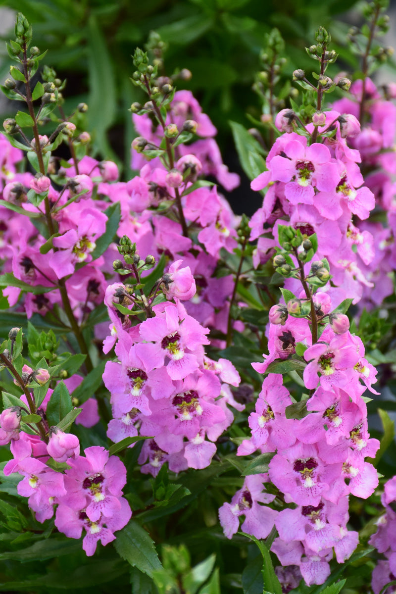 Angelonia, Archangel Pink  Chalet