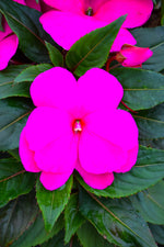 Impatiens, New Guinea Sonic Lilac