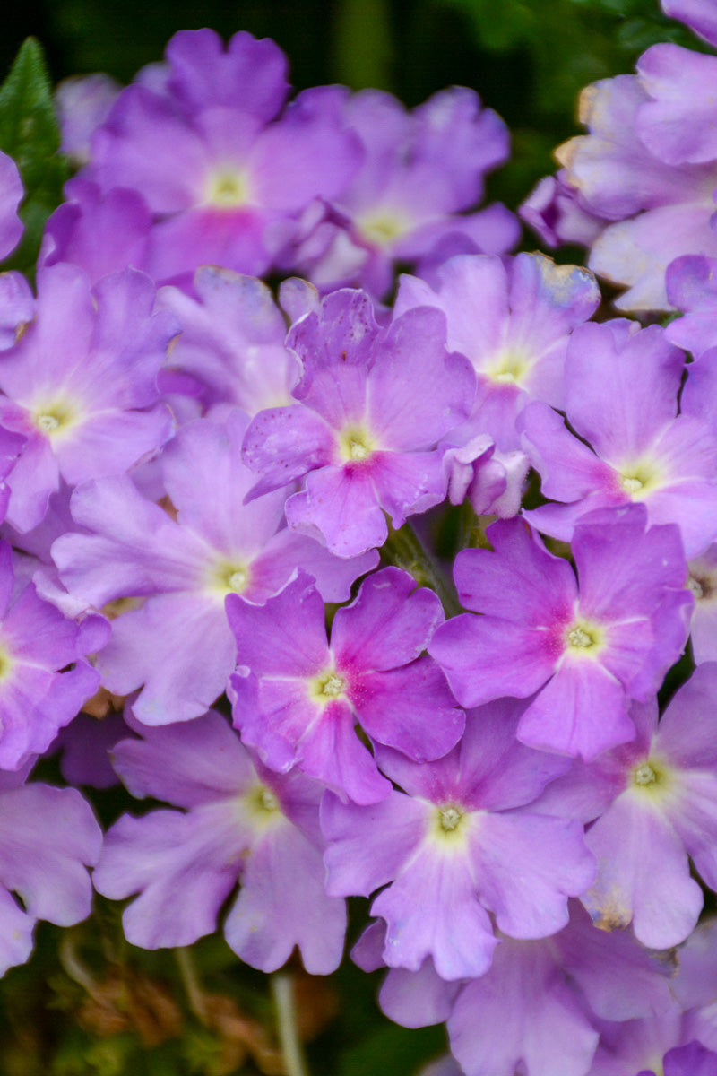 verbena lavender plant Verbena, Cadet Lavender Blue – Chalet