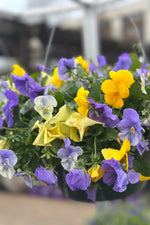 Pansy, Cool Wave Pastel Mix