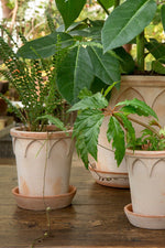 Elizabeth Pot with Saucer 8.3"x7.9" RAW Rosa