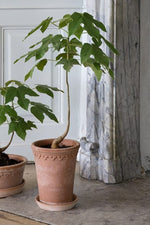 Kobenhavner Tall Pot With Saucer 7.1"x 4" Raw Rosa