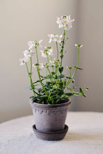 Kobenhavner Pot With Saucer 3.9"x 5" Raw Grey