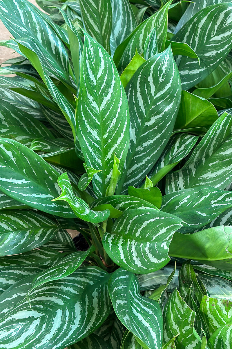chinese evergreen hanging plant Chinese Evergreen, Stripes 14" – Chalet