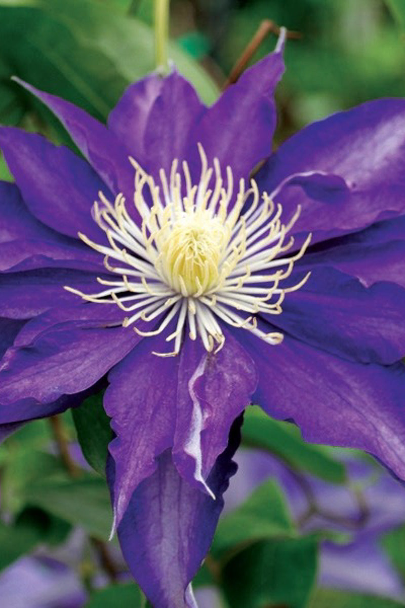 Clematis, Haku Okan – Chalet