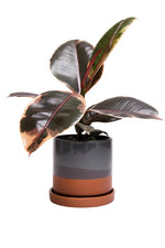 Chive Pot & Saucer Minute 2 5" Terracotta