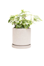 Chive Pot & Saucer Minute 2 With Speckles 5" Ivory