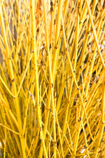 Seasonal Stem, Dogwood Yellow Medium (48-60")