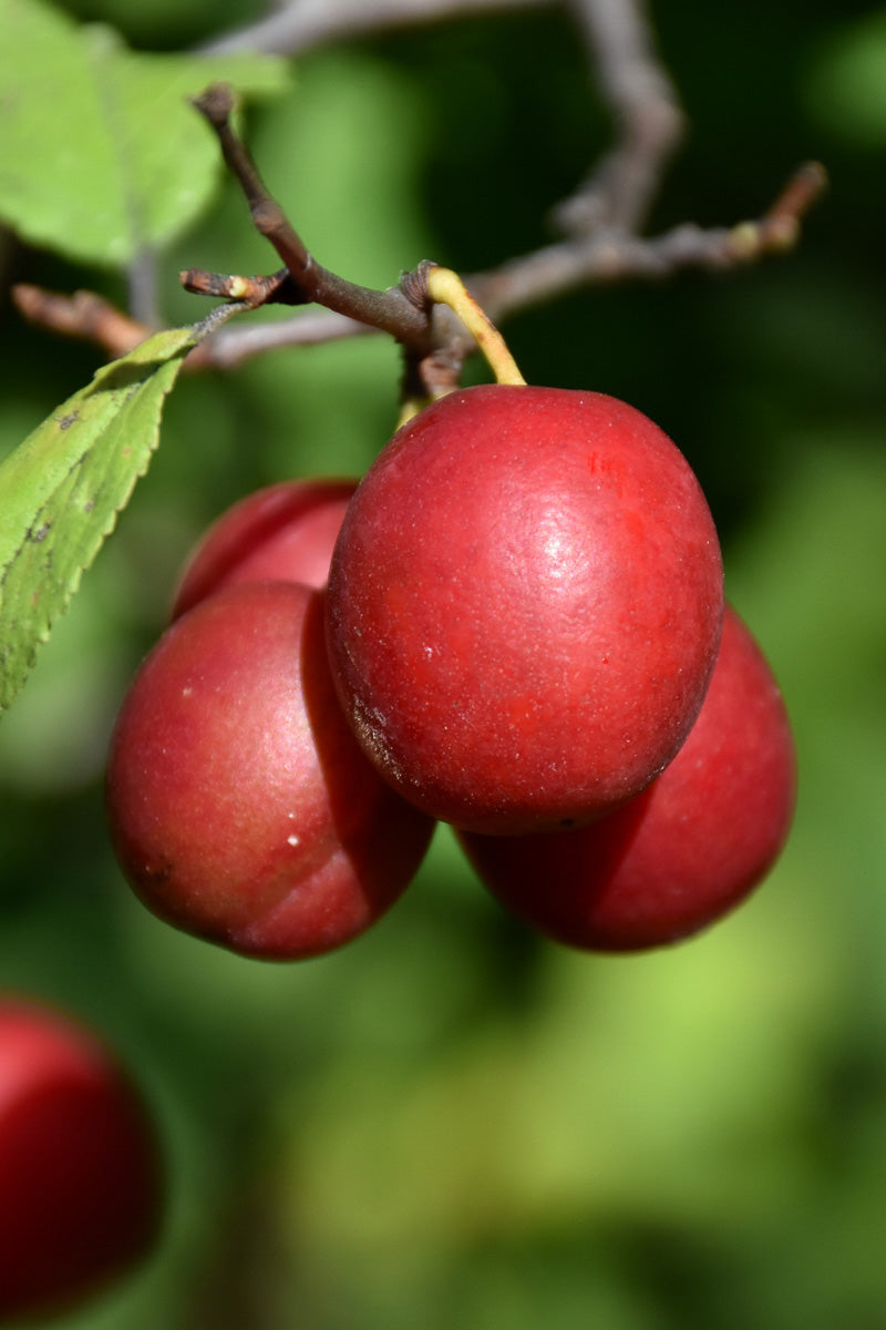 Fruit, Plum Toka – Chalet