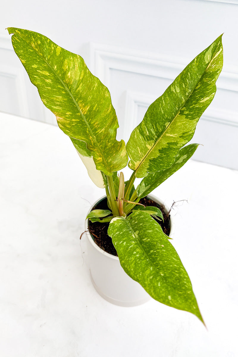 anthurium ring of fire Philodendron, Ring of Fire Variegated 4"