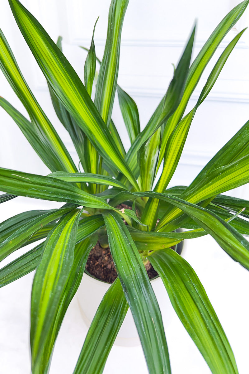 dracaena rikki tips Dracaena, Rikki 10"