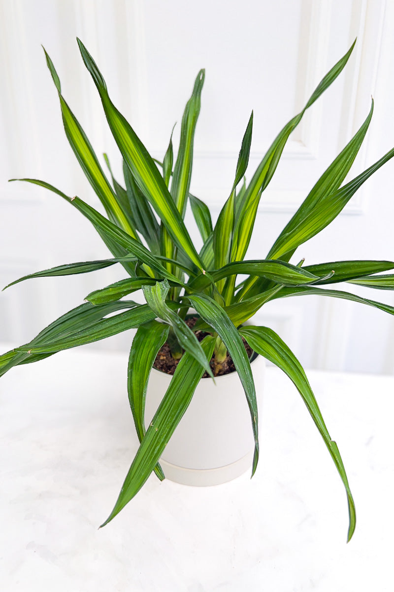Dracaena, Rikki Tip 6