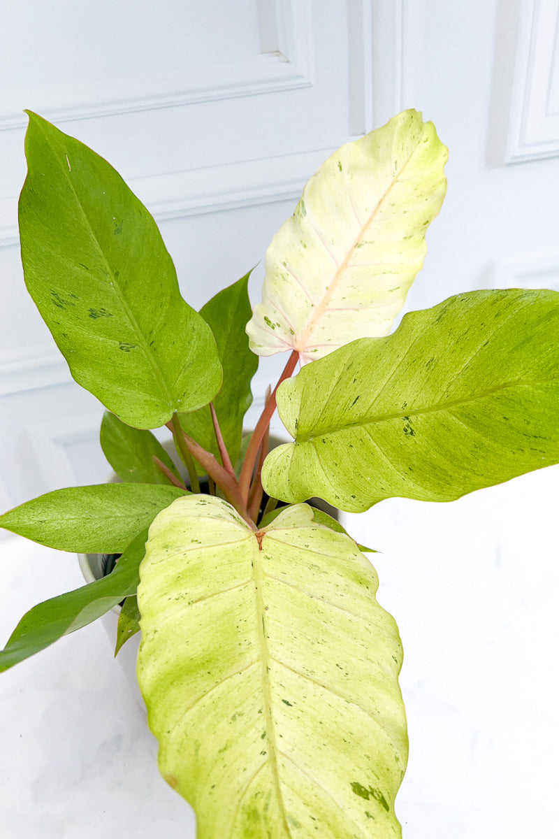 philodendron jungle fever variegata Philodendron, Variegated Snowdrift 6" – Chalet