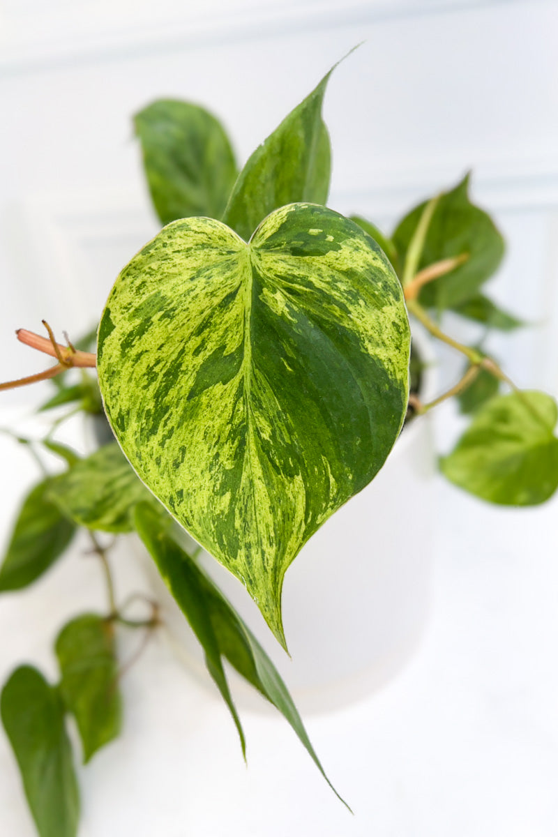 philodendron scandens aureum Philodendron, Scandens Variegated 6"