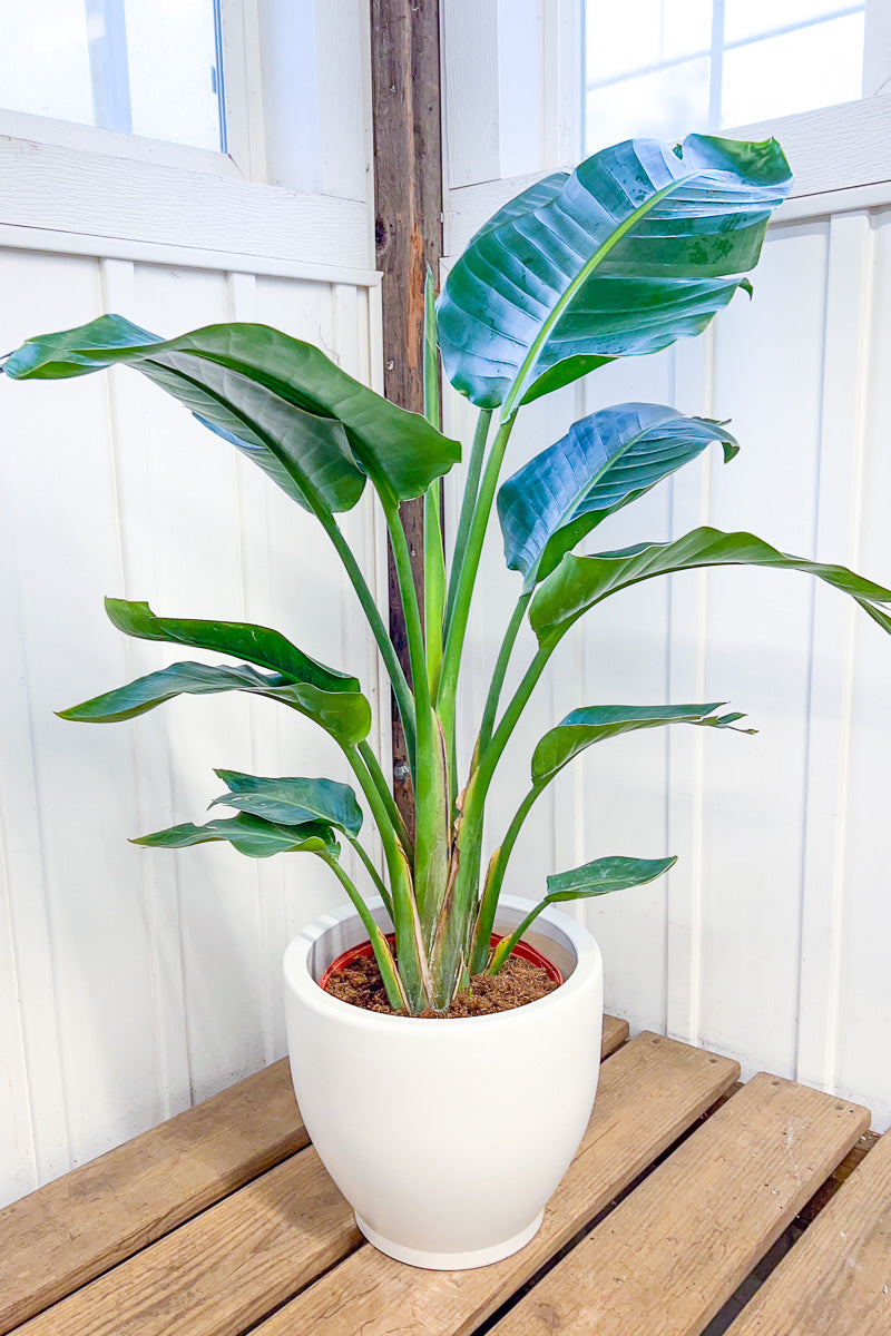bird of paradise plant to buy Bird of Paradise, White 10