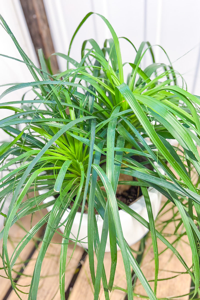 guatemalan ponytail palm tree Palm, Ponytail, Guatemalan 10"