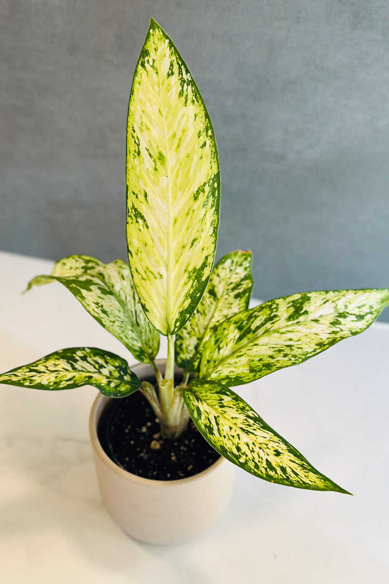 starbright dieffenbachia Dieffenbachia, Star Bright 4"