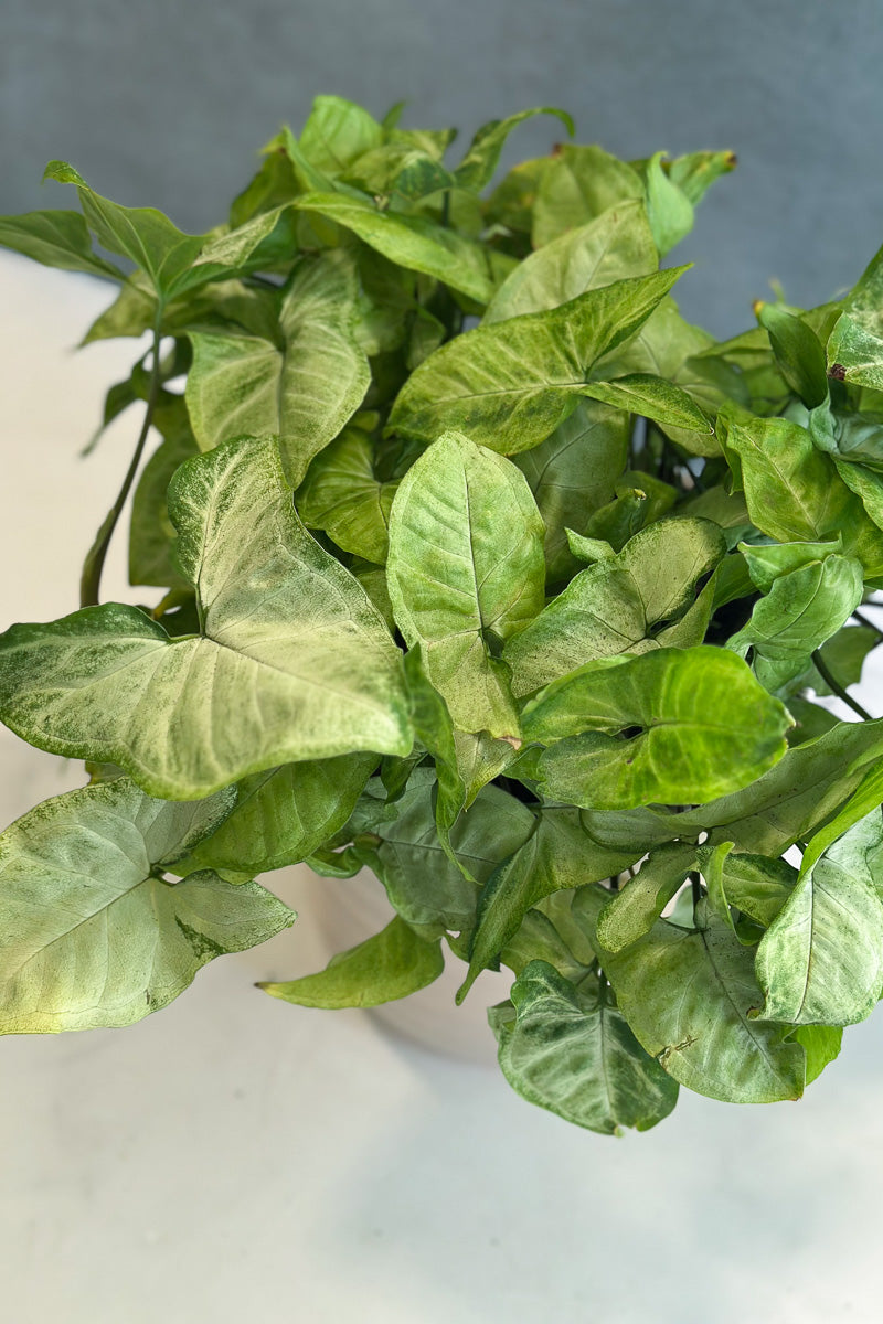 nephthytis plant indoor care Syngonium, Arrowhead White Butterfly Plant, Nephthytis 6"