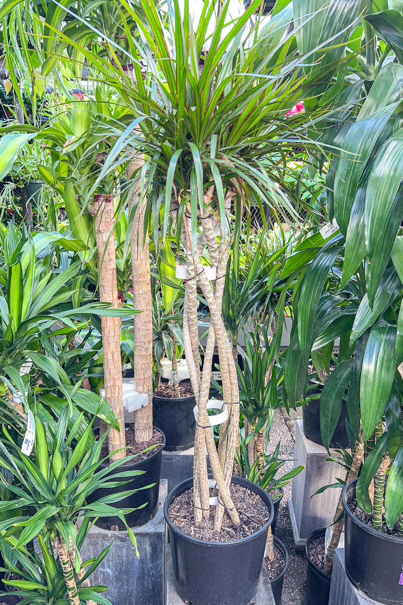 Dracaena, Marginata Open Braid 10"  Chalet