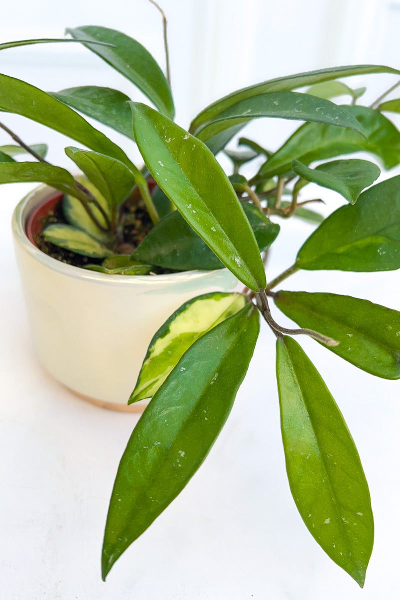 indoor plant with star-shaped leaves Hoya, Carnosa Variegated 4"