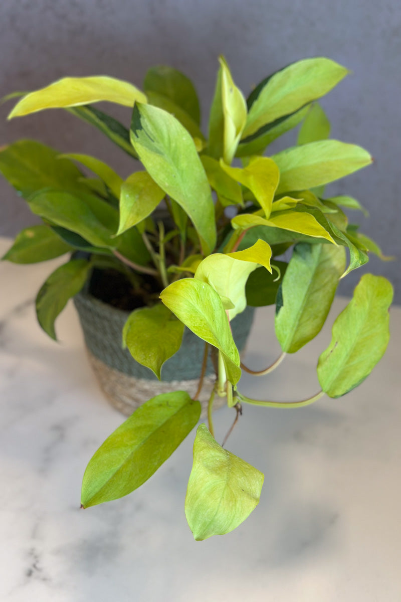 thai sunrise philodendron for sale Philodendron, Thai Sunrise 6"