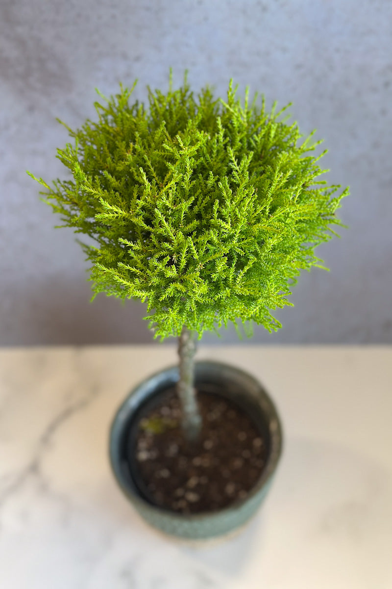 cypress tree house plant Cypress, Goldcrest 6" Topiary – Chalet