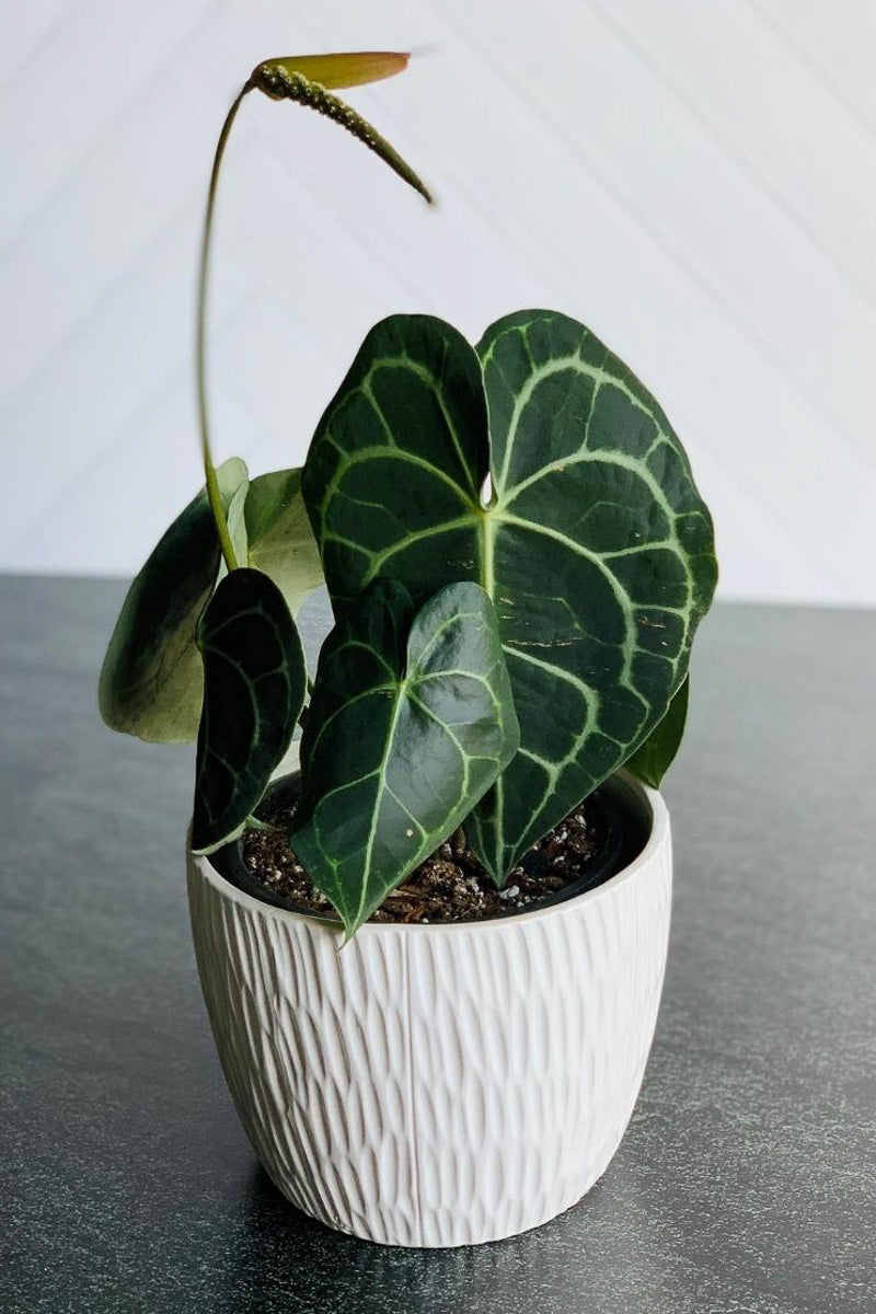 anthurium clarinervium houseplant Anthurium, Clarinervium 4" – Chalet