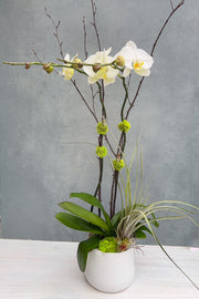 Chalet Signature White Orchid LG Tegan