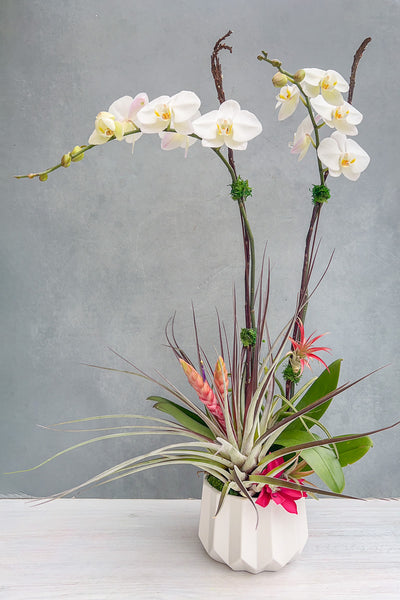 PRE-ORDER Chalet Signature Alluring Mother's Day Orchid 8"
