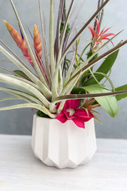 PRE-ORDER Chalet Signature Alluring Mother's Day Orchid 8"