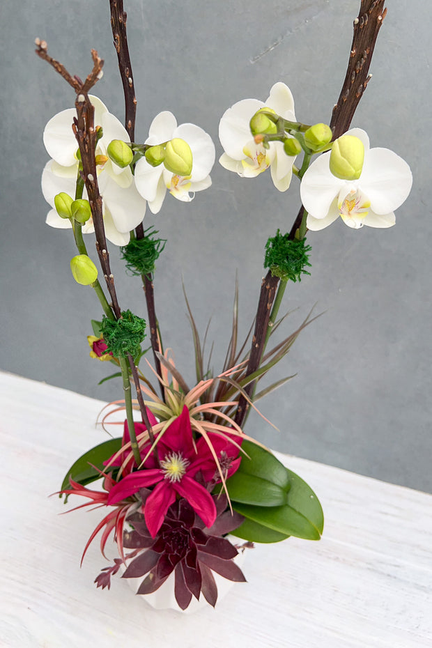 PRE-ORDER Chalet Signature Alluring Mother's Day Orchid 5"