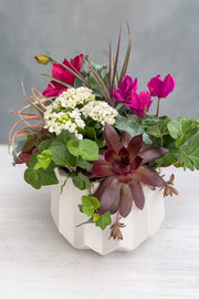 PRE-ORDER Chalet Signature Alluring Mother's Day Flowering 8"
